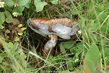 Bolete Eater
