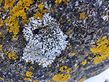 Bottlebrush Frost Lichen