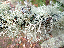 Bristly Beard Lichen