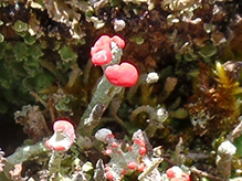 British Soldier Lichen