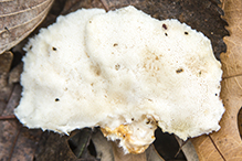 bracket fungus (Trametes pubescens)