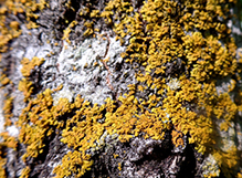 Candleflame Lichen