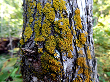 Candleflame Lichen
