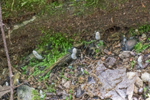 Candlesnuff Fungus
