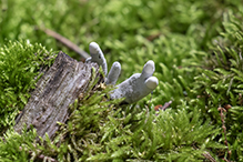 Candlesnuff Fungus