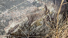 Cinder Lichen