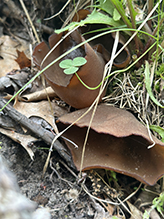 Common Brown Cup
