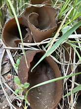 Common Brown Cup