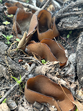 Common Brown Cup