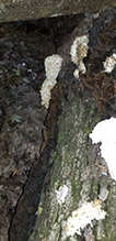 Coral Tooth Fungus