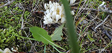 Coral Tooth Fungus
