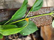 Crown Rust