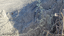 Cumberland Rock Shield