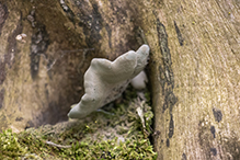 Dead Man’s Fingers