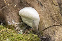 Dead Man’s Fingers