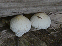 Destructive Pholiota