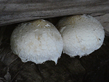 Destructive Pholiota