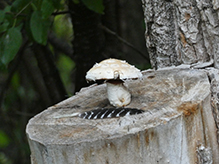 Destructive Pholiota