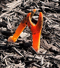 Devil's Dipstick
