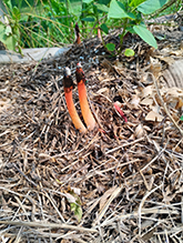 Devil's Dipstick