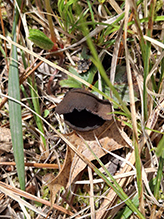 Devil’s Urn