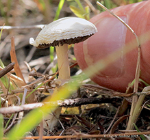 Diminutive Agaricus