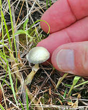 Diminutive Agaricus