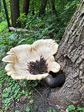 Dryad’s Saddle