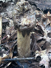 Dune Stinkhorn