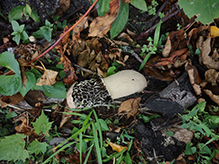 Dune Stinkhorn