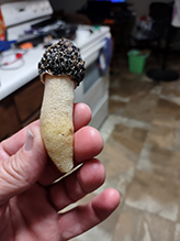 Dune Stinkhorn
