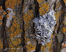 Eastern Speckled Shield Lichen