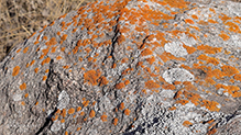 Elegant Sunburst Lichen and Blue-gray Rosette Lichen