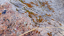 Elegant Sunburst Lichen