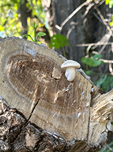 Elm Oyster