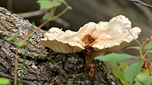 Elm Oyster