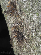 spongy moth infected with entomopathogenic fungus (Entomophaga maimaiga)