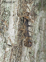 spongy moth infected with entomopathogenic fungus (Entomophaga maimaiga)