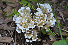 False Coral Fungus