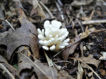 False Coral Fungus