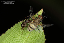 fly death fungus (Entomophthora muscae) on root-maggot fly (Family Anthomyiidae)