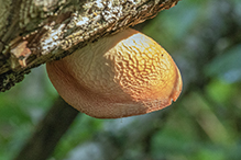 fungus (Lentinula reticeps)