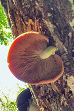 fungus (Lentinula reticeps)