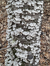fungus (Pallidohirschioporus subchartaceus)