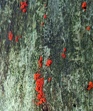 fungus (Tulasnella aurantiaca) 1