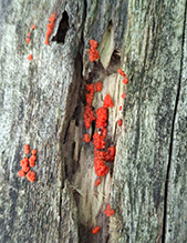 fungus (Tulasnella aurantiaca) - Featured photo