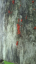 fungus (Tulasnella aurantiaca) 3