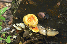 Golden Pholiota