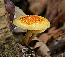 Golden Pholiota
