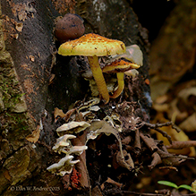 Golden Pholiota